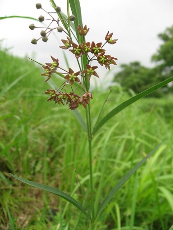 Cynanchum Paniculatumの特性と効果の概要